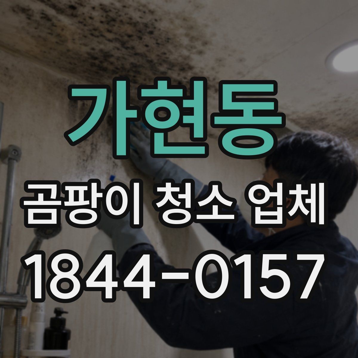 가현동 곰팡이 청소 업체 반려동물 생활공간 점검 시 유의점