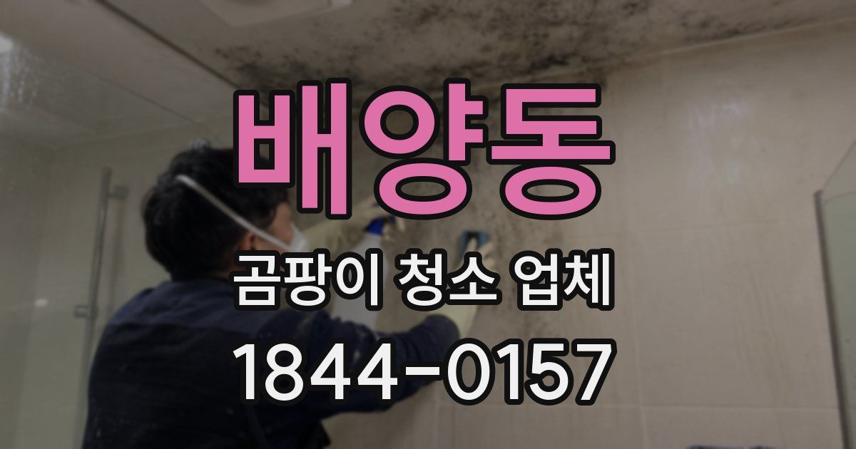 배양동 곰팡이 청소 업체