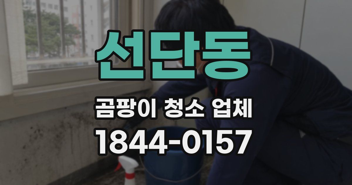 선단동 곰팡이 청소 업체