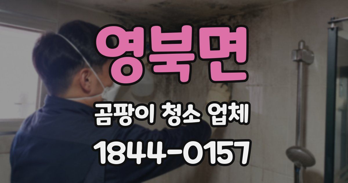 영북면 곰팡이 청소 업체