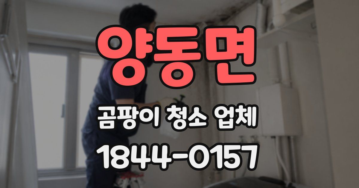 양동면 곰팡이 청소 업체