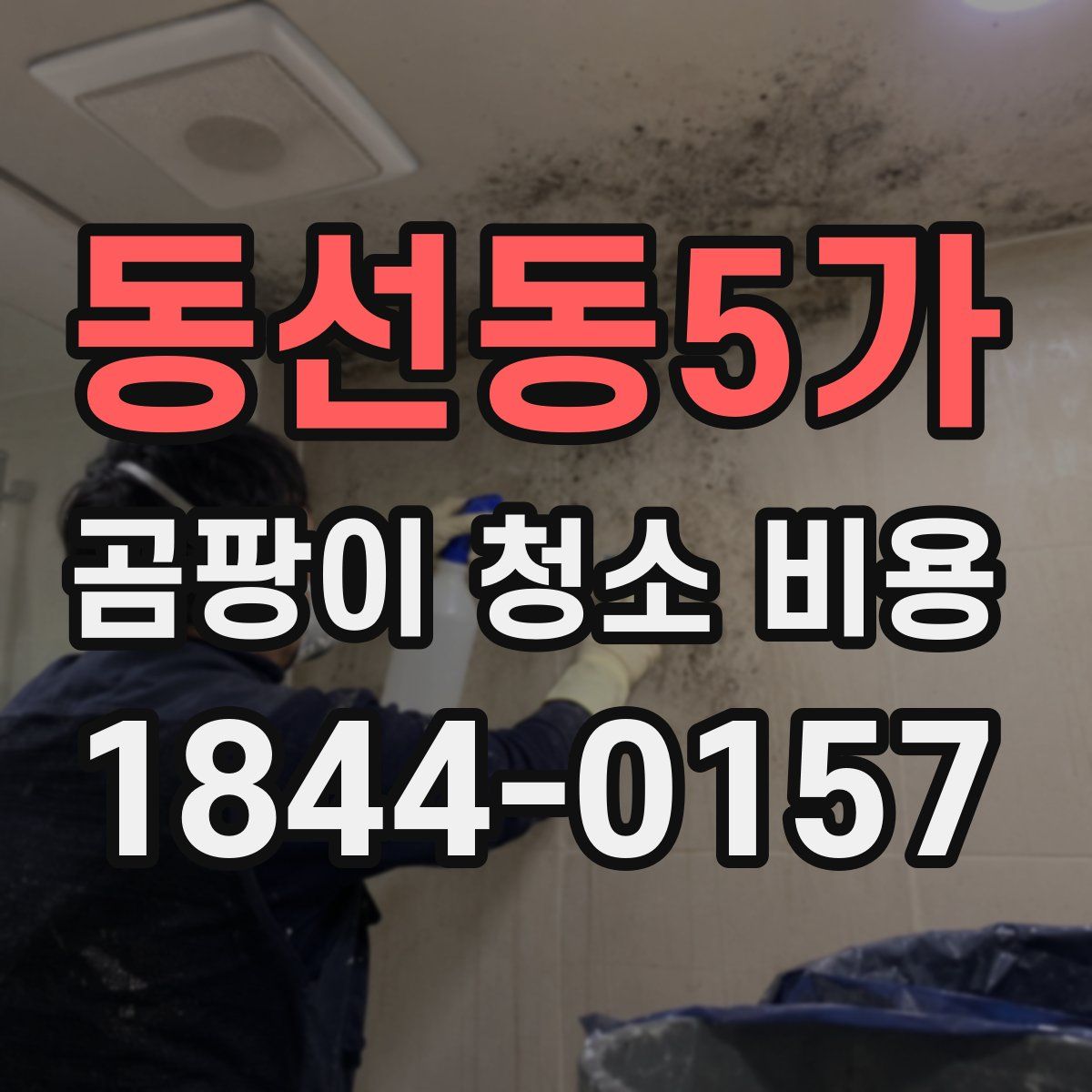 동선동5가 곰팡이 청소 비용