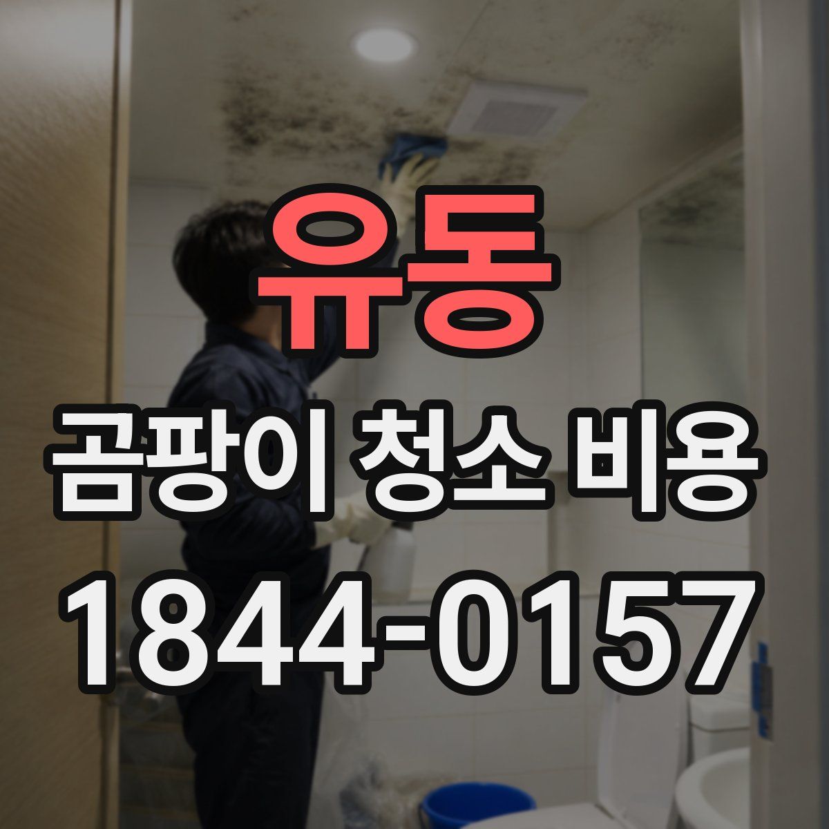 유동 곰팡이 청소 비용