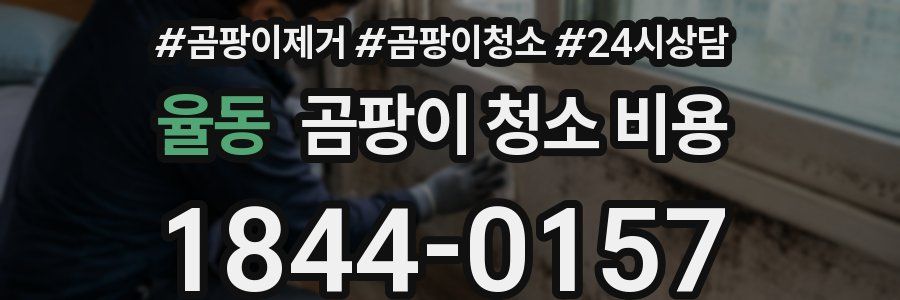 율동 곰팡이 청소 비용