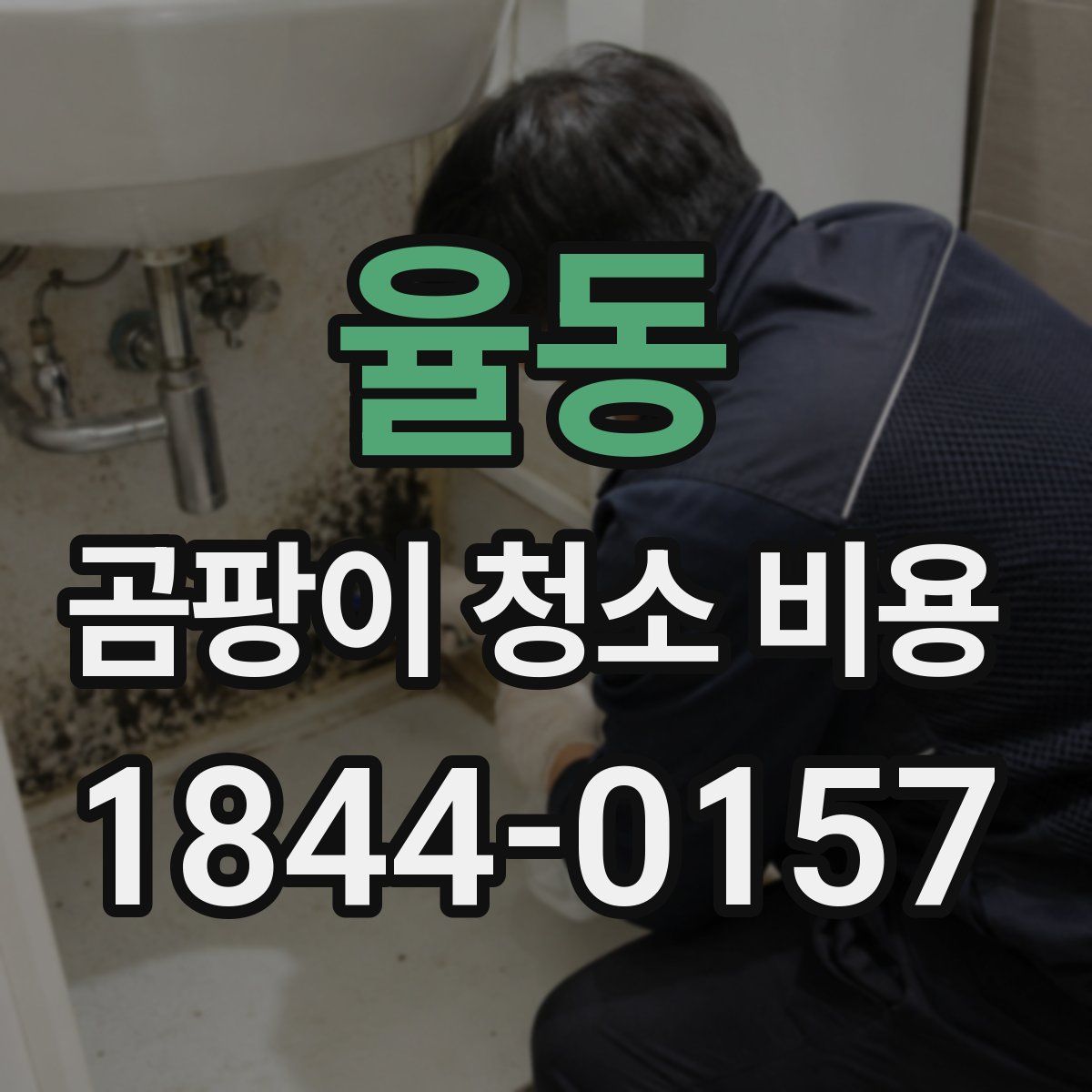 율동 곰팡이 청소 비용