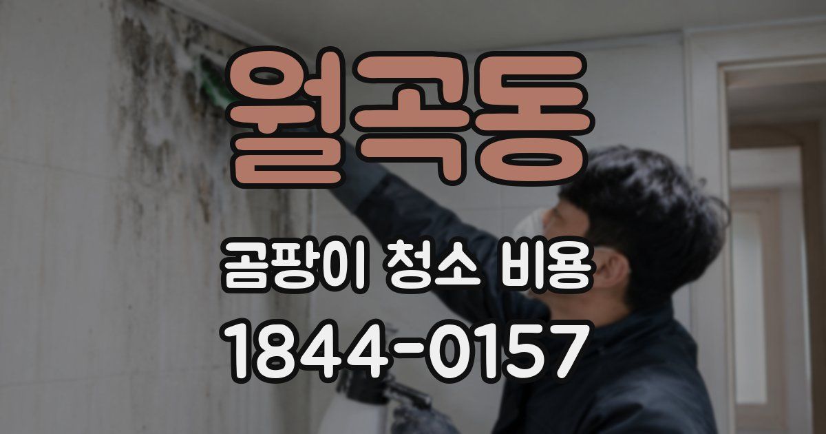 월곡동 곰팡이 청소 비용