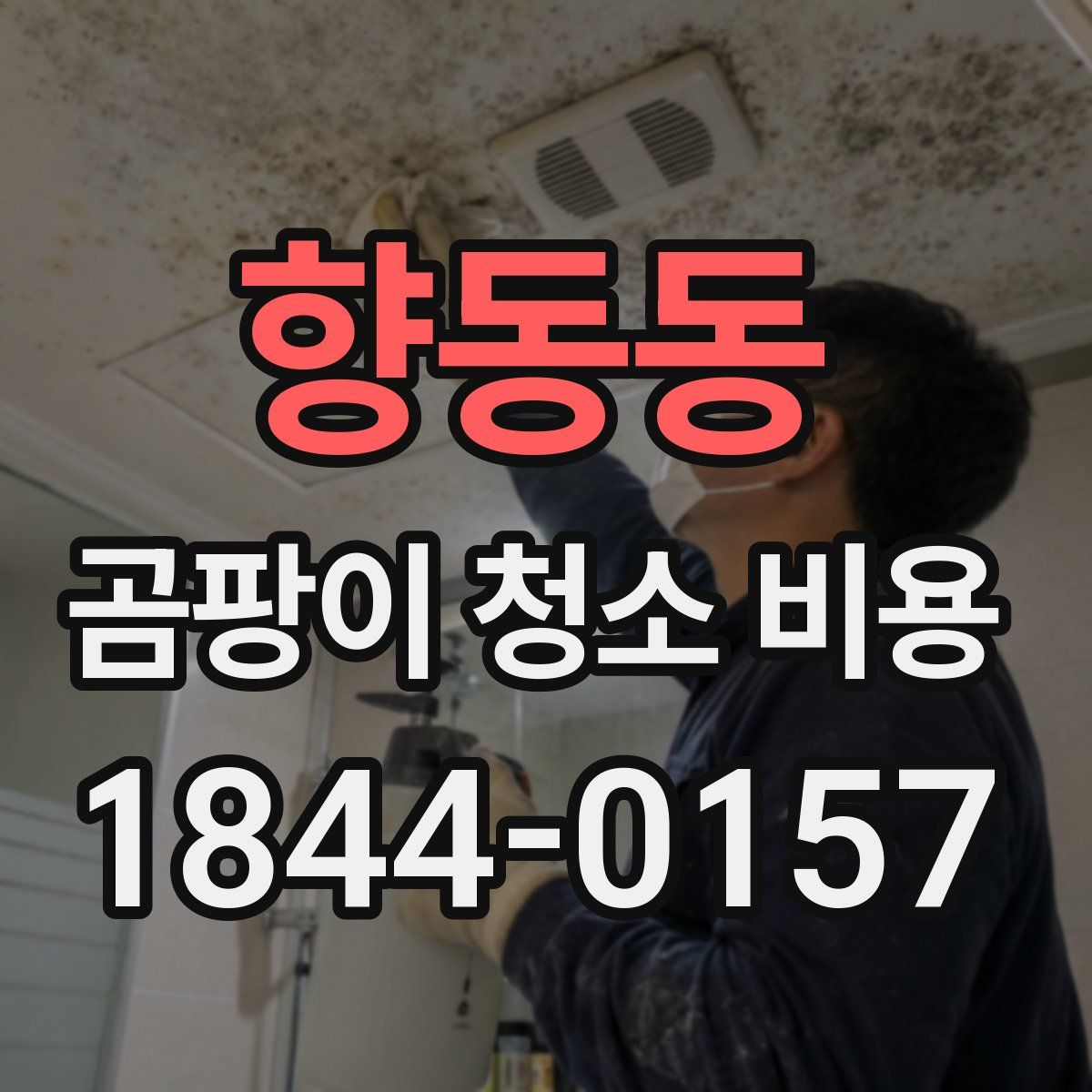 향동동 곰팡이 청소 비용