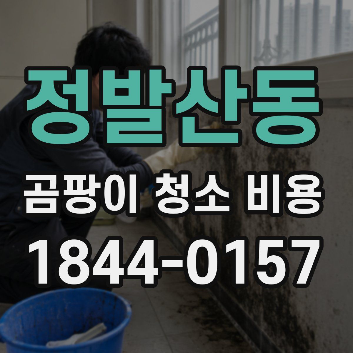 정발산동 곰팡이 청소 비용