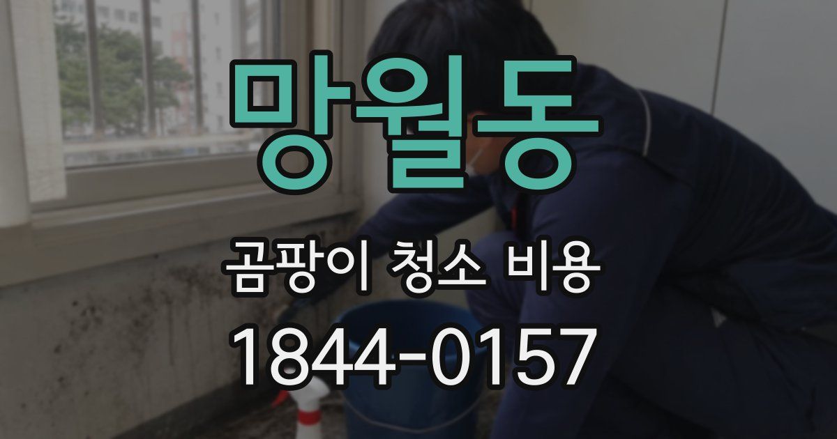 망월동 곰팡이 청소 비용