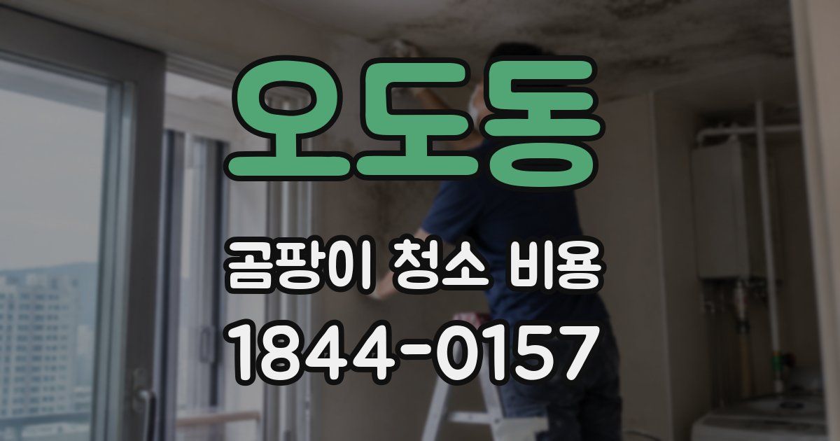오도동 곰팡이 청소 비용