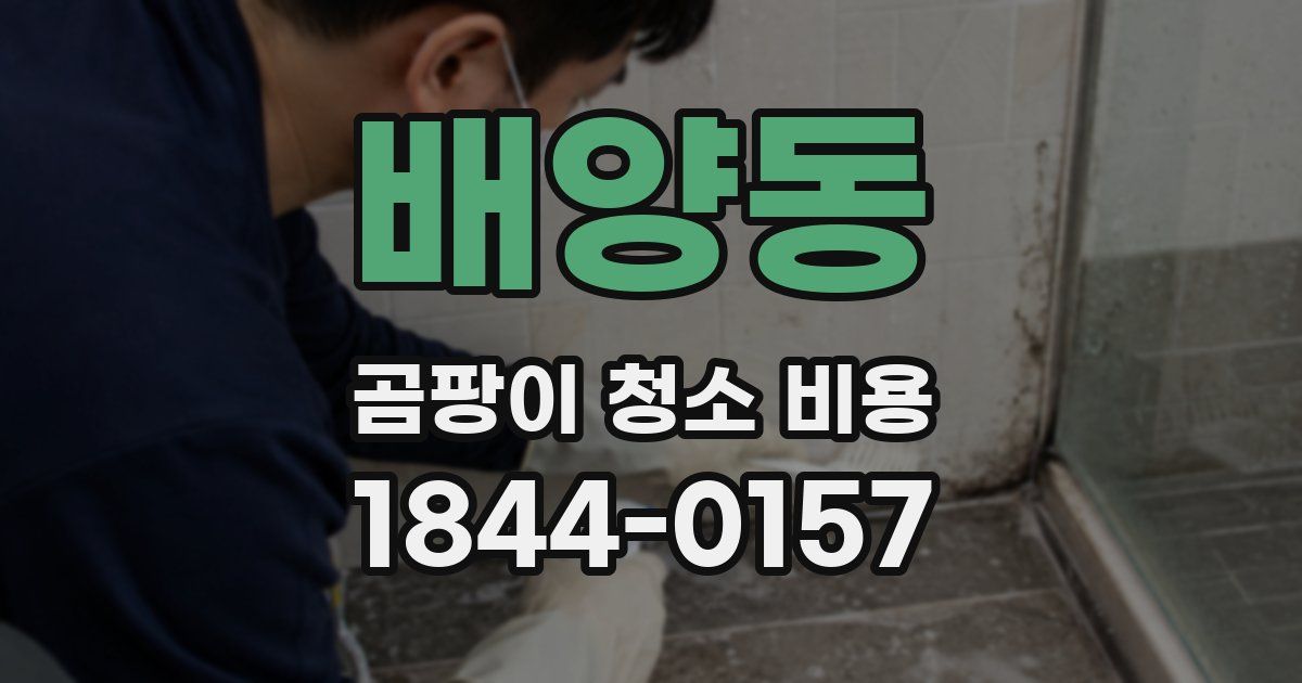 배양동 곰팡이 청소 비용