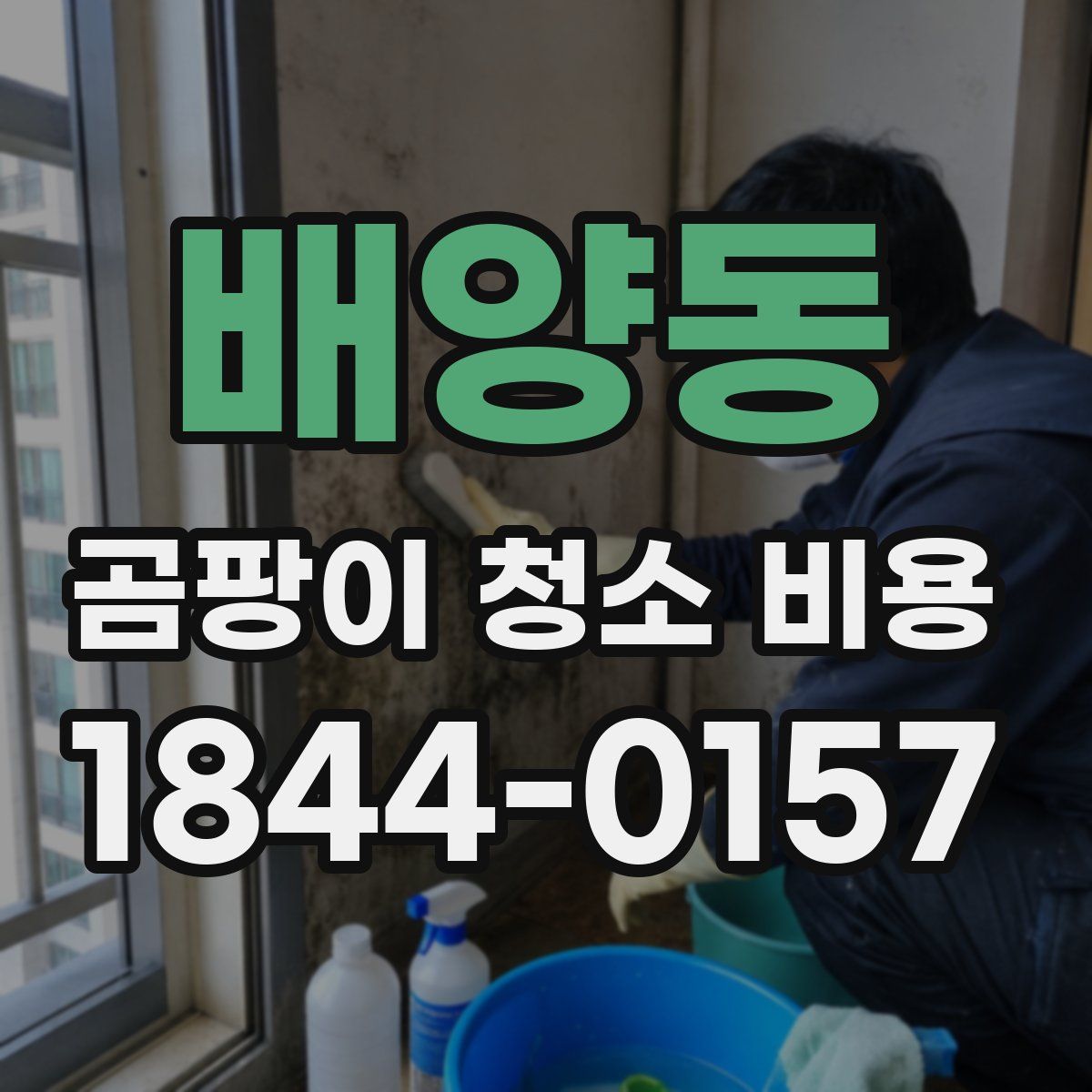 배양동 곰팡이 청소 비용