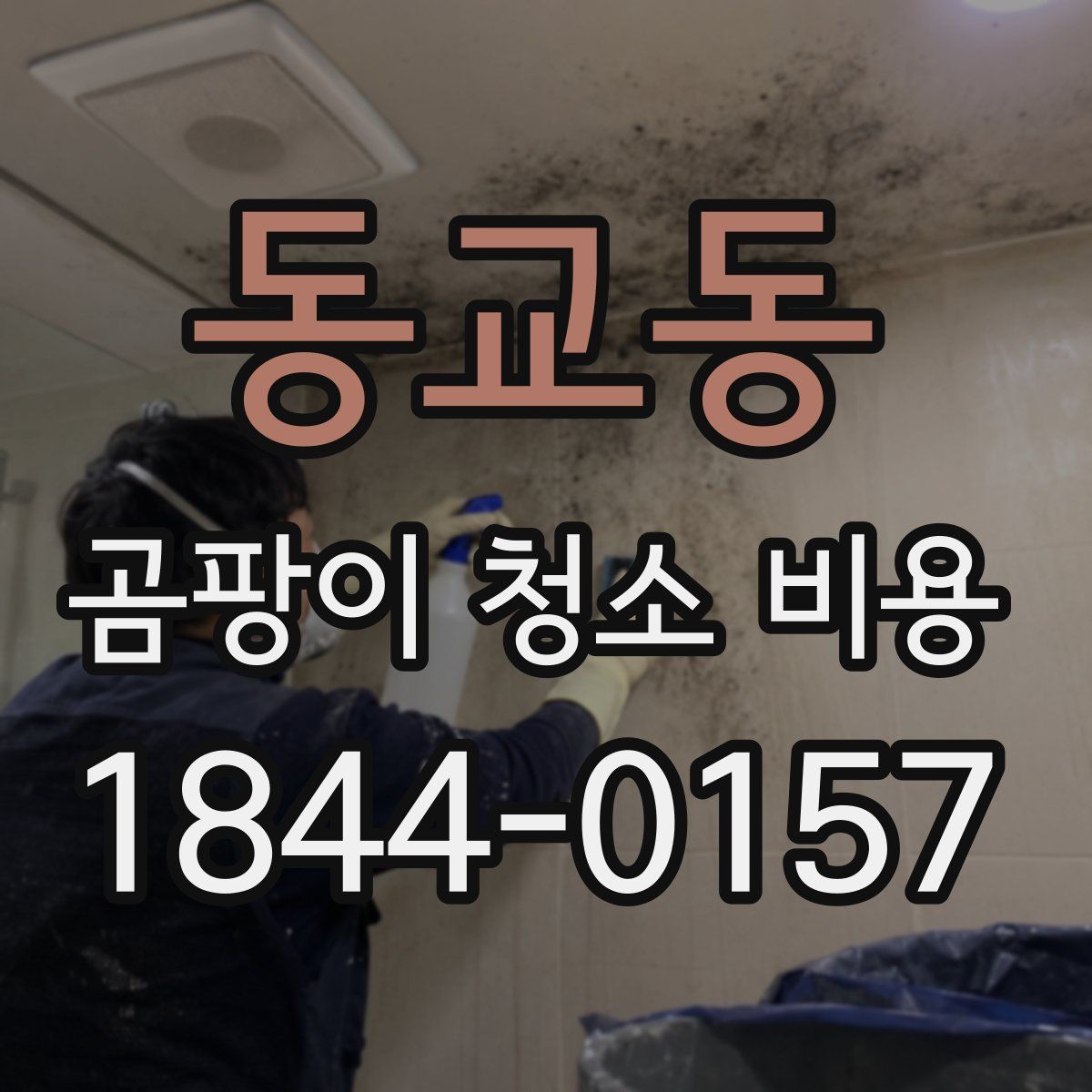 동교동 곰팡이 청소 비용