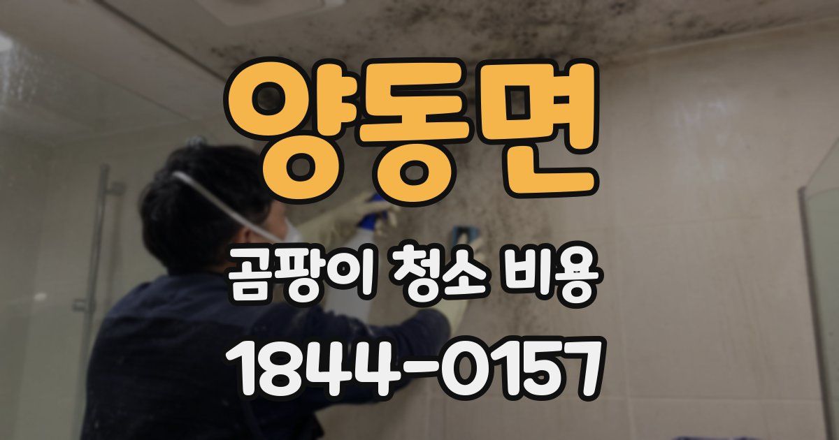 양동면 곰팡이 청소 비용